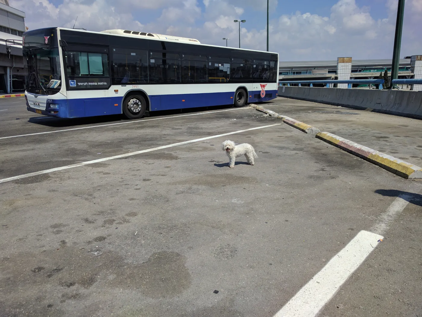כלב לבן קטן ליד אוטובוס מאן של חברת דן.